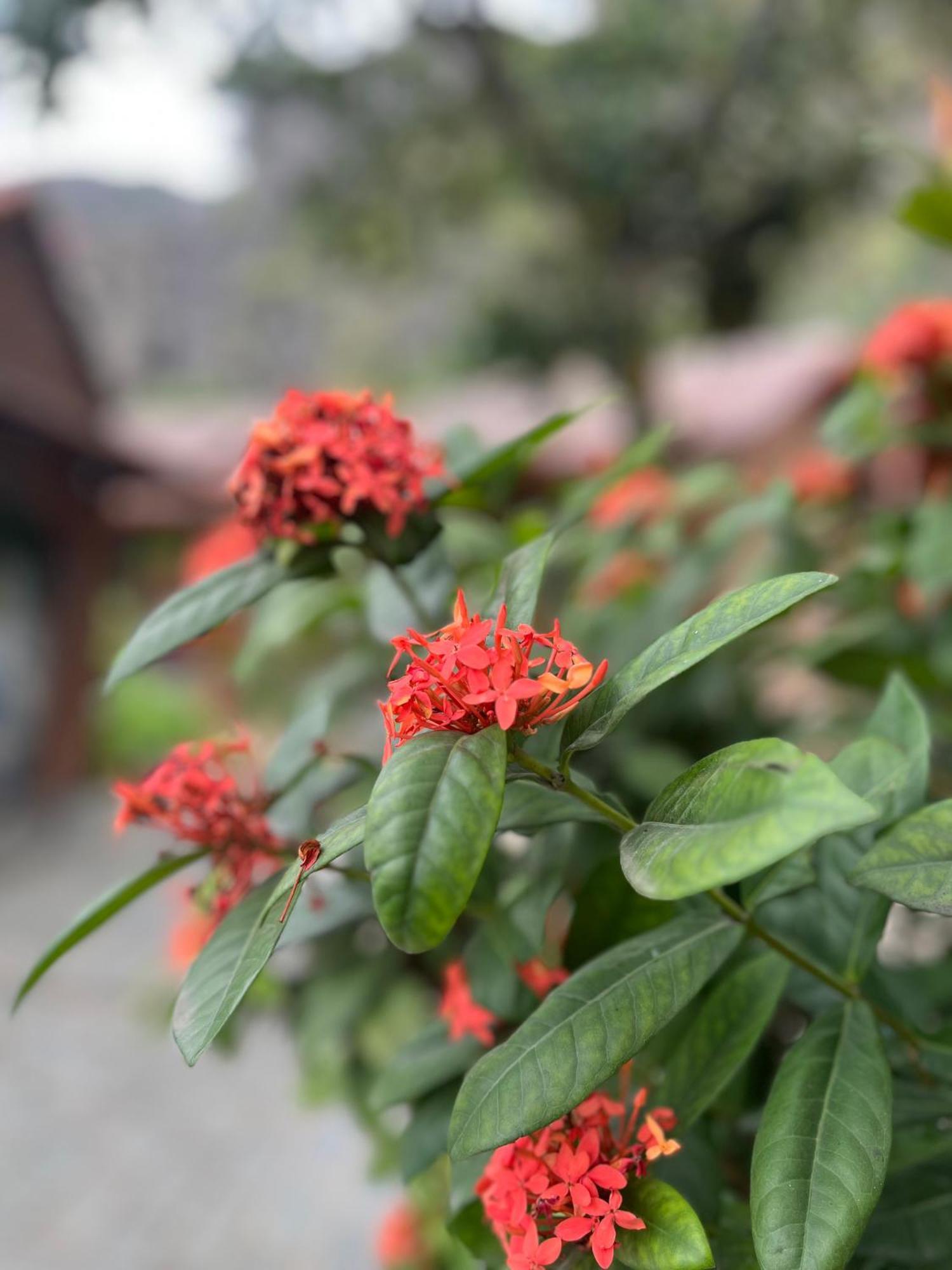 Tam Coc Mr Loa Homestay Ninh Binh Exterior foto